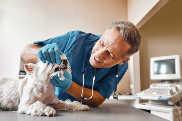 Best Same-Day Emergency Appointments in Berrien Springs, MI